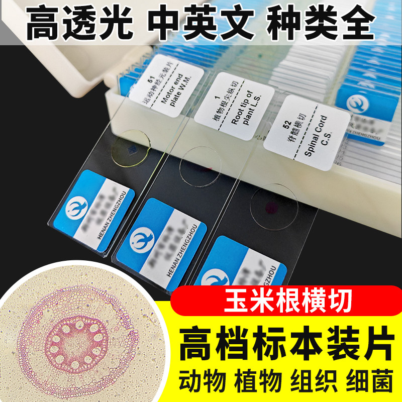 玉米根横切切片装片生物切片涂片小学初中高中生物科学实验切片显微镜观察玻片装片