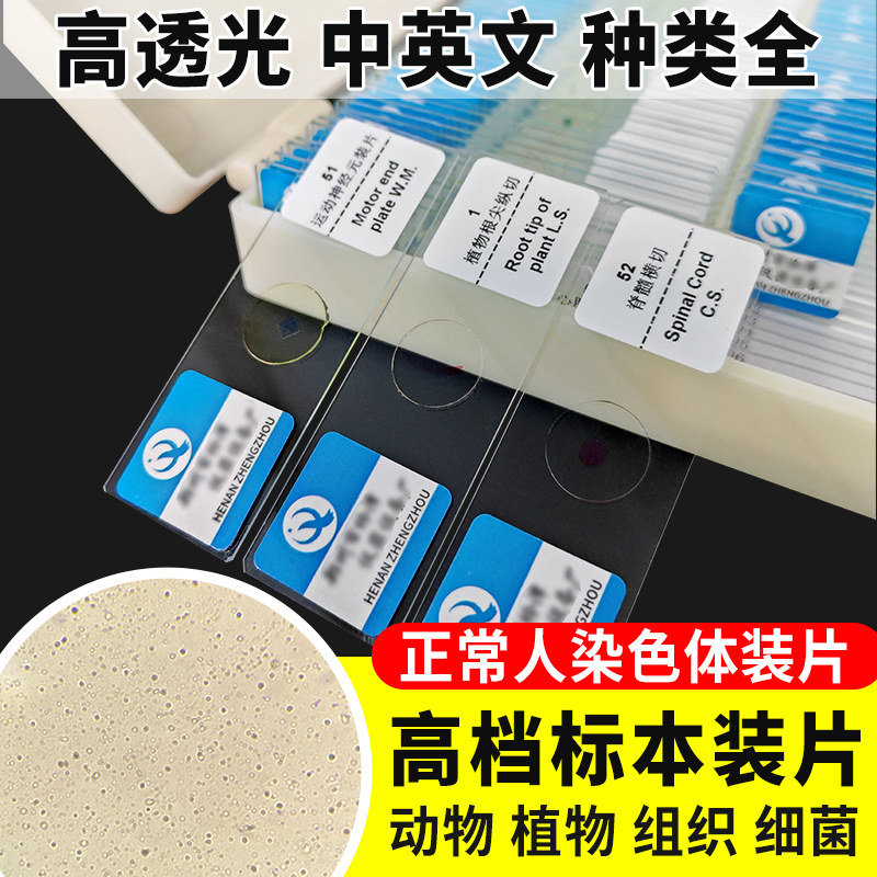 正常人染色体装片切片装片生物切片涂片小学初中高中生物科学实验切片显微镜观察玻片装片