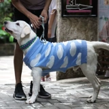 Одежда для щенков осенью и зимой Тедди Белки Корки Медвежь