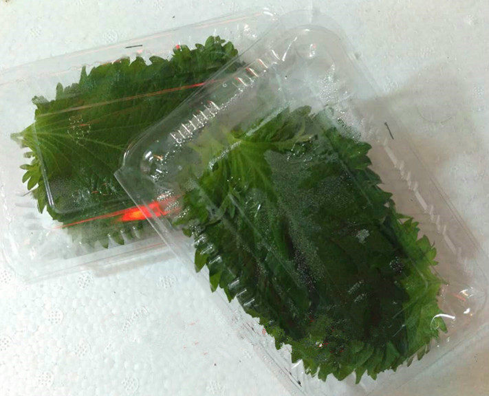 Fresh Su cotyledons Beijing, Tianjin and Hebei 68 Shunfeng leaves are small about 15 pieces