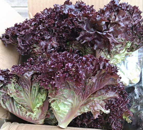 Fresh purple lettuce small packaging 250g Beijing Tianjin Hebei 68 Shunfeng