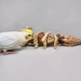 Xuanfeng Monk Попугай-Игрушка для откусывания Чистые натуральные сухофрукты Кость каракатицы Кукурузная шелуха Веревка Зеленая безопасная и здоровая игрушка для шлифования рта