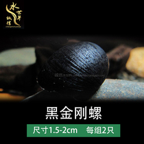 Black King Kong snail Army cap snail algae removal expert does not eat grass Abalone snail Zebra snail Bee horn snail algae removal 2 packs