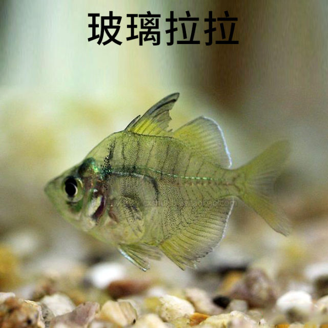 Red belly glass, red tail glass, pull glass cat, South American diamond lamp, transparent fish, pull flag, easy to feed freshwater tropical fish