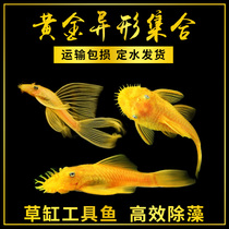 Golden blue-eyed beard Queen Big sail seed fish Tropical fish Alien algae removal Eating moss tool scavenger Freshwater