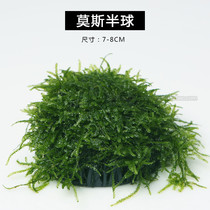 Grand Triangle Moss Sink Bottom Moss Hemisphere Anchovetail Moss Hemisphere Crystal Shrimp Moss Cherry Blossom Shrimp Shrimp Vat