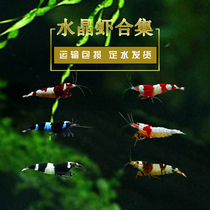 Red Crystal Shrimp Black Crystal Shrimp Pure Blood Red White Wine Red Crystal Shrimp Black Diamond Crystal Shrimp Except Algae Shrimp Cherry Blossom Shrimp