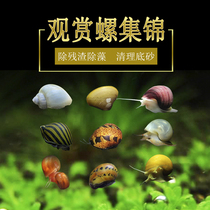 Zebra snail Onion snail in addition to algae and moss Golden snail Orange Rabbit snail Bee horn snail Abalone snail Black Diamond snail 2 packs