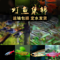 Small lamp fish Tropical ornamental Pauline Lamp fish Red nose scissors Traffic light red spot horse live group swimming fish