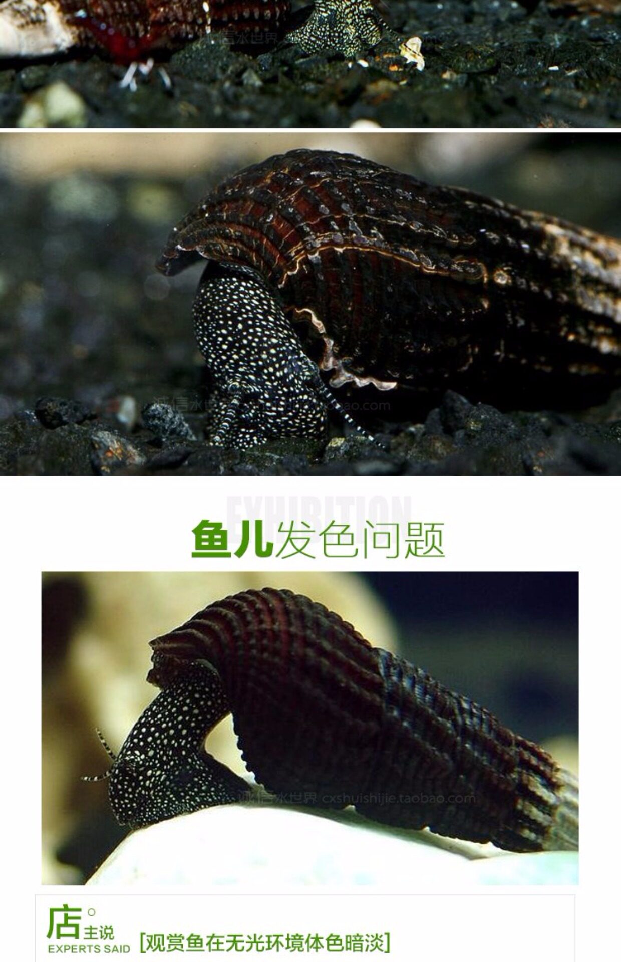 草缸杂螺,扁螺,细小(第17页)_大山谷图库