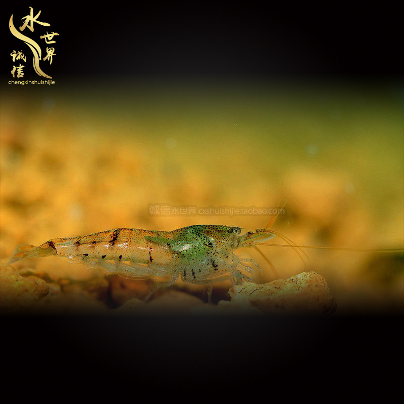 Black shell shrimp Cold water ornamental shrimp, also known as the Chinese version of the big river algae shrimp in addition to algae 5 yuan 10 pieces of extreme fire shrimp Cherry shrimp