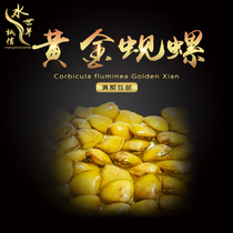 Freshwater golden clam snail Gold snail purification to improve water quality Zebra snail Bee horn snail water purification snail egg snail