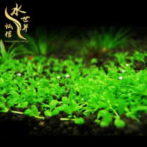 Fish tank landscaping Moss Shenmu water ficus living soil-free plants Lazy aerobic real water plants Lying on the ground Dwarf pearl Tuo grass