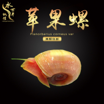 Apple Snail Eating Turboworm Zebra Ivory White Gold Snail can breed and remove algae except moss Cherry Blossom Shrimp Color Egg Snail