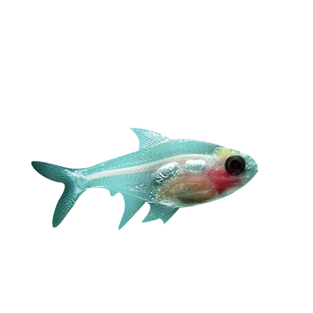 Red belly glass, red tail glass, pull glass cat, South American diamond lamp, transparent fish, pull flag, easy to feed freshwater tropical fish