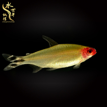 Red-nosed scissor fish Swimming fish Platinum red-nosed ornamental fish Swimming lamp fish Grass tank Traffic light fish Pauline Lamp fish