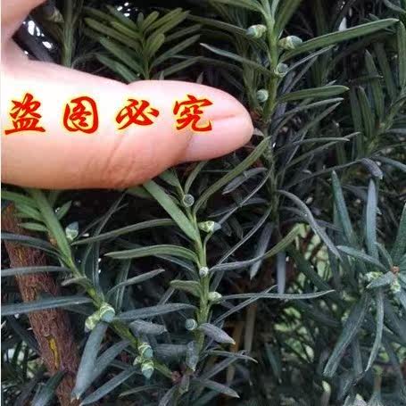 �̴������Ǵ����辰12��