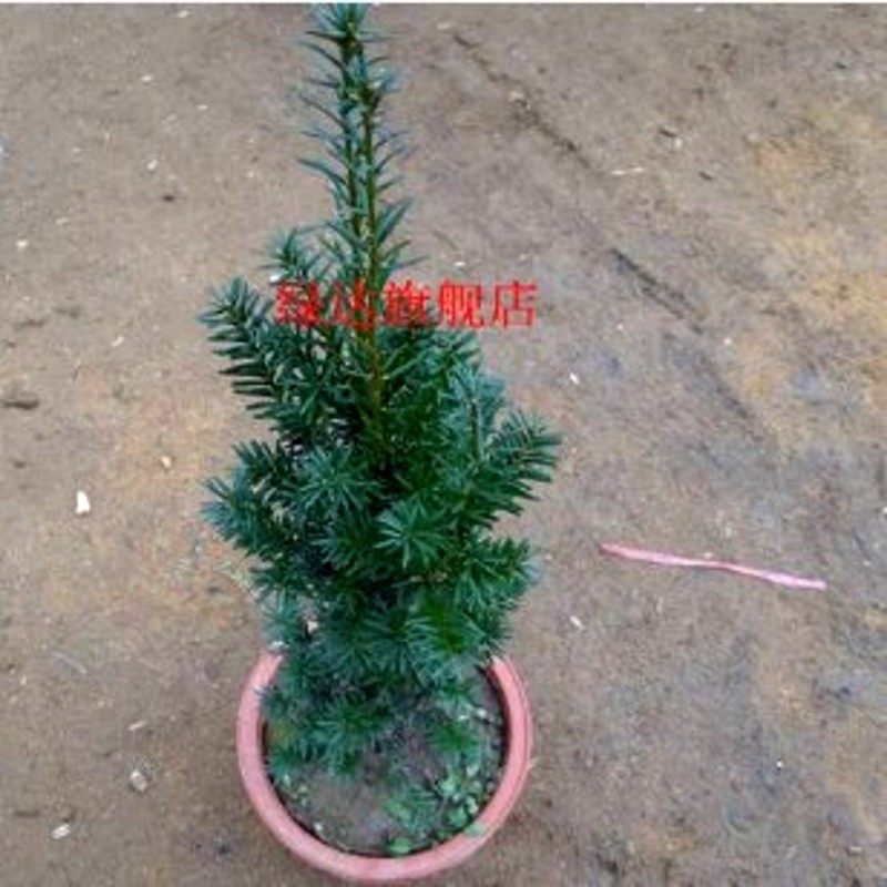 �̴��������辰D