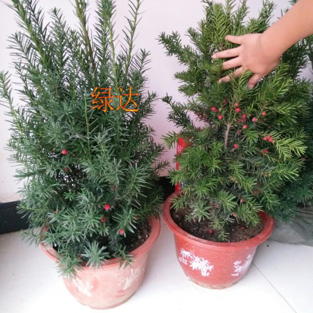 �̴�����hdsdaiguo333