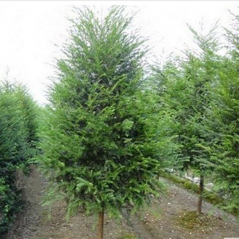 �̴��Ϸ�����nfhds11