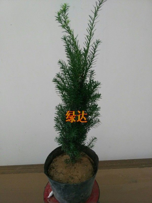 �̴��������辰D