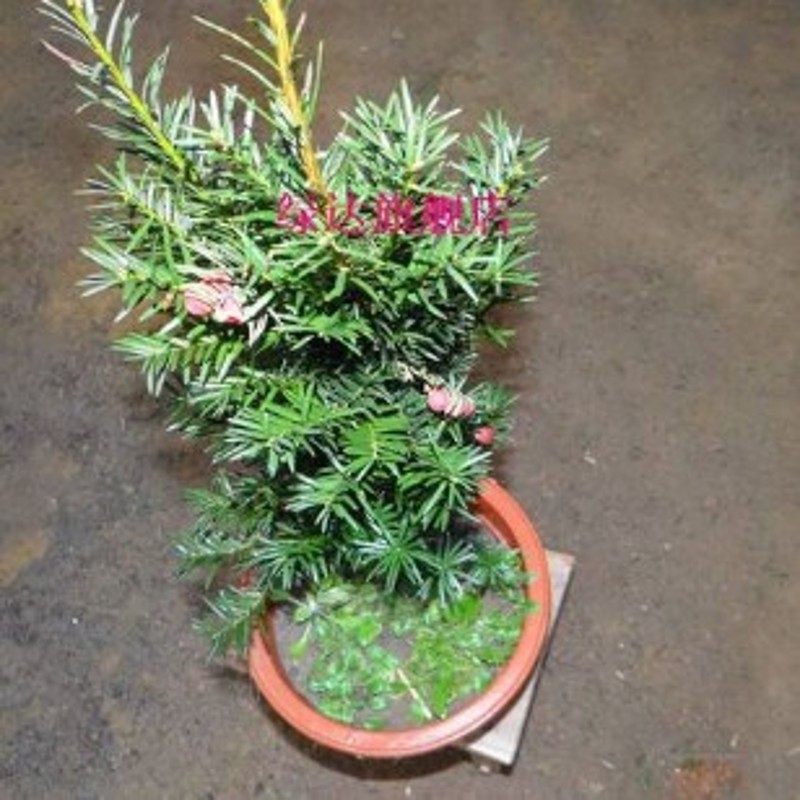 �̴��������辰D