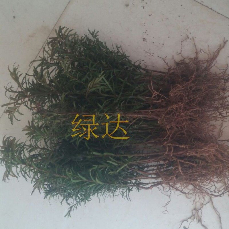 �̴﹤���̻���