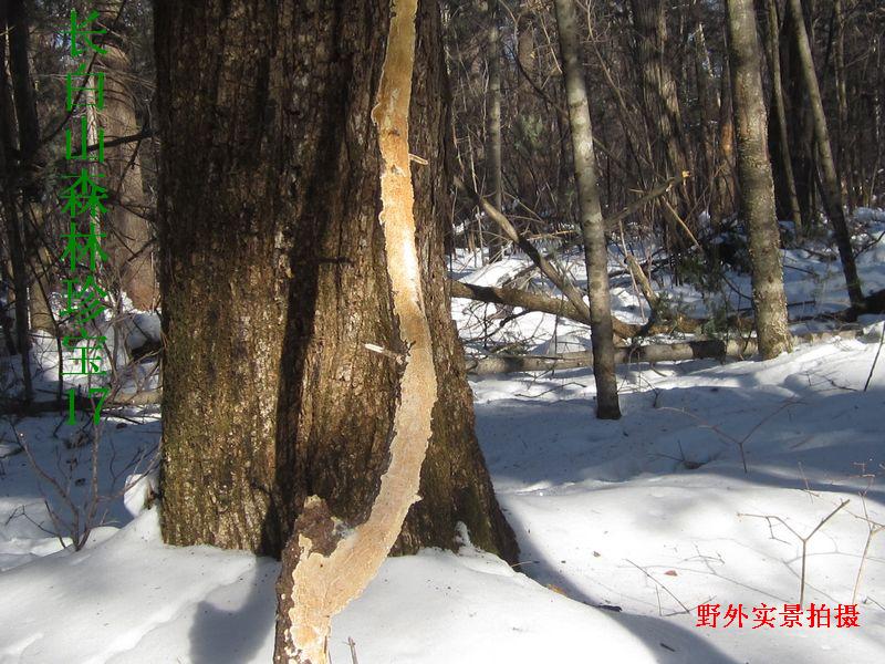 Wild rake bacteria are 50 g