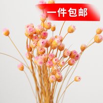 Natural dried flower color happy flower Mini small flower real dried flower dried flower plant series decorative art shooting props