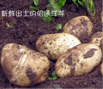 Yunnan Zhaotong specialty farmers self-planted old varieties of new potato flowering noodles potato potato 10kg promotion
