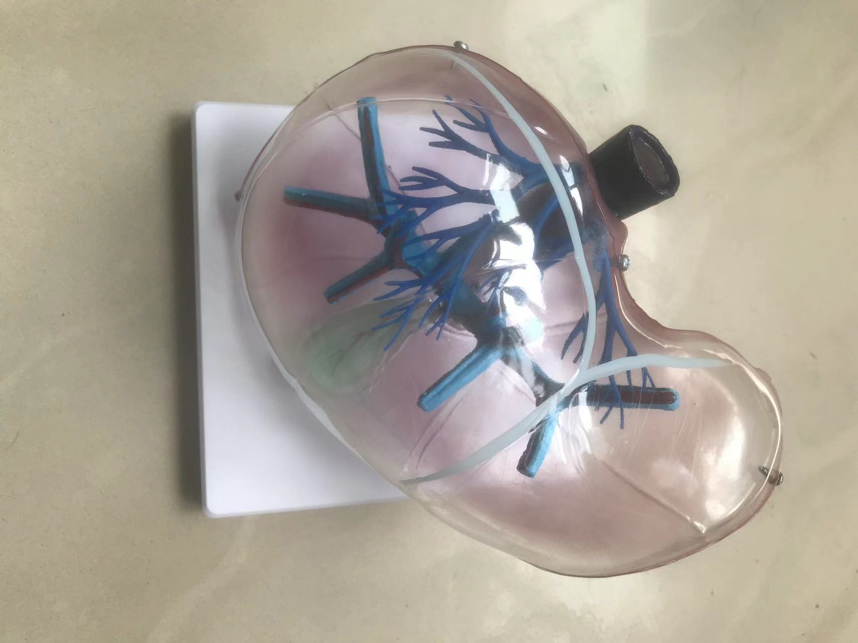透明肝段模型消化系统解剖