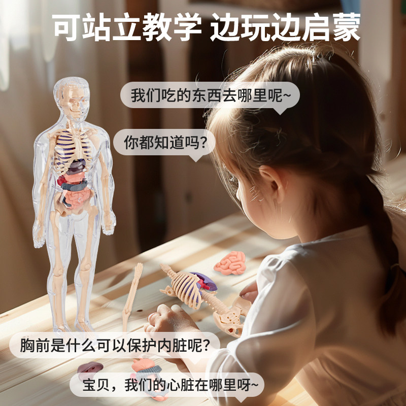 3D Simulated Human Organ Skeleton Model, Medical Anatomy Assembly, Full-Body Torso Structure, Internal Organs, Educational Science Toy