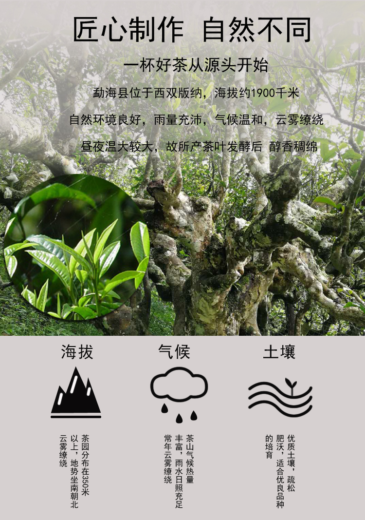 特级陈年普洱茶叶云南熟茶礼盒500g