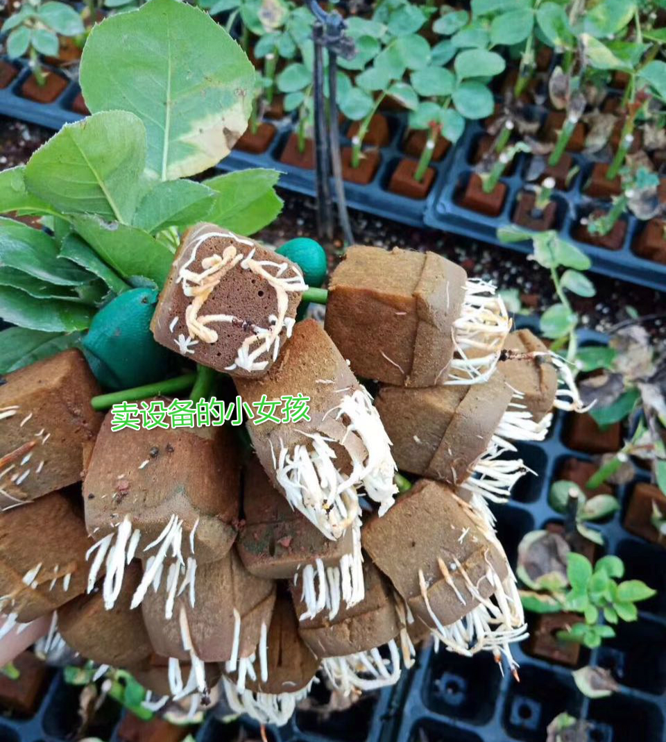 Gardentine Cuttage matrix Block nursery Seeding Rose Clone Flower Clay Medium Quality Germination Convenient Transplantation-Taobao