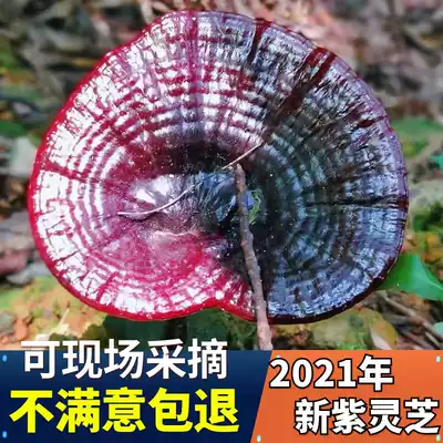 Wild Ganoderma lucidum pruned deep mountain picking purple Ganoderma lucidum black Linzhi 250 grams dry sliced spore powder in Yaoxiang, Guangxi