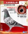 楦雯琳赛鸽足环金环小店
