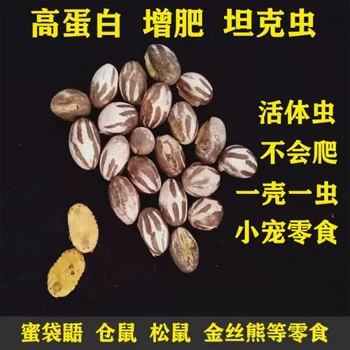 [Tongtong] закускируют дикие танки, насекомые, удобрения, длинное мясо белок золото