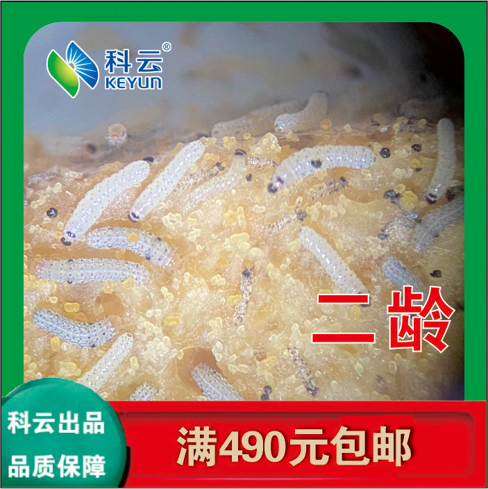 Twill armyworm larvae spot 2-5 instars Experimental teaching experimental insects