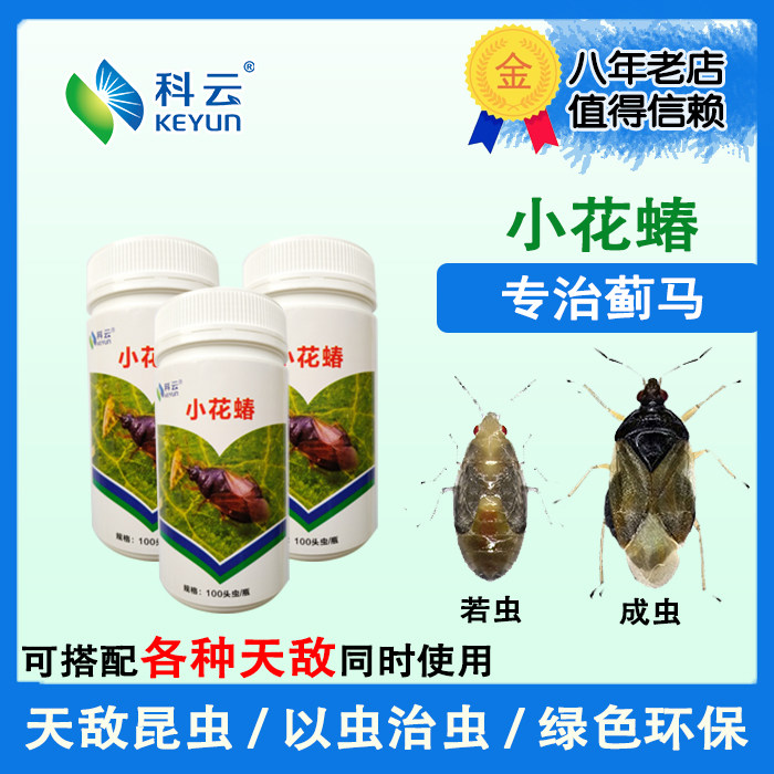 East Asian flower bug predatory natural enemy thrips whitefly aphid aphid Lepidoptera pest egg grassland Spodoptera