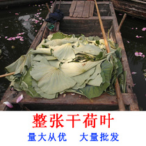 Weishan Lake Wild Whole Lotus Leaf Natural Lotus Leaf Tea Dried Lotus Leaves for Making Tea Lotus Leaf Rice Lotus Leaf Chicken Large Leaf Special Photo