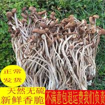 22 years of special grade Guangchang fresh dried tea tree mushrooms without umbrella dry goods 1 pound farmhouse pure natural handle short fragrant tender 500g