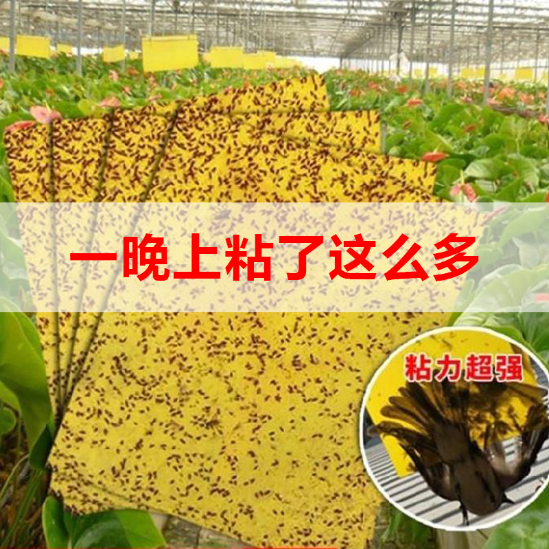New strong yellow board double-sided sticky insect board insect board fruit fly trap to kill small flying insects balcony garden home
