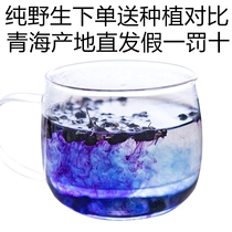 Qinghai Nomu Hong pure wild black wolfberry 240g grams of anthocyanin king special specialty small pot non-Ningxia