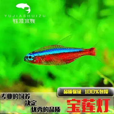 寶蓮燈活體熱帶觀賞魚小型淡水魚黃金寶蓮野生寶蓮燈魚草缸羣遊魚