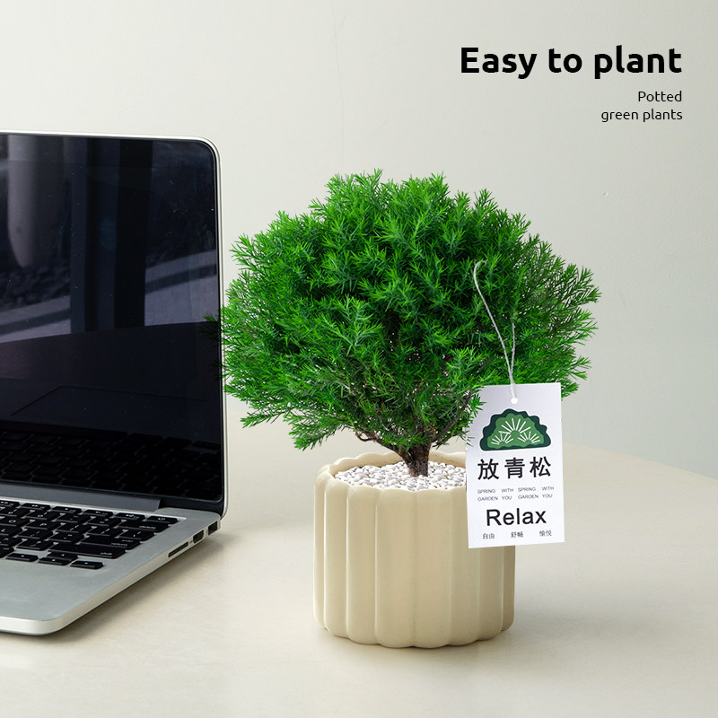 放青松绿植雾松室内客厅小盆栽放轻松雾凇办公室桌面植物摆件解压神器！-绿植-淘宝好物网