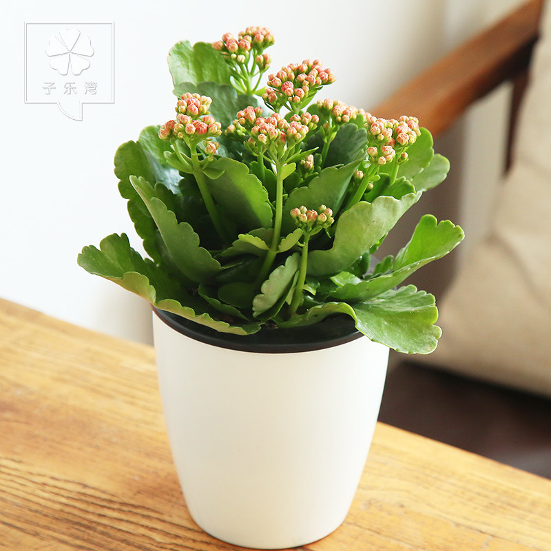 �������辰���ٻ�����