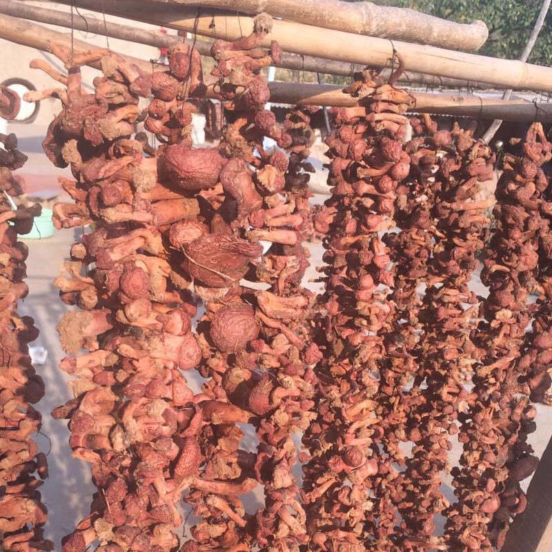 2022 New goods Chengde special production wild red mushrooms dry goods pine umbrella chicken blood mushroom dried mushrooms edible mushrooms 250g-Taobao