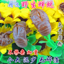 Cicada Slough Chinese herbal medicine worms retreat cicadas no impurities natural shedding of the whole 100g free powder