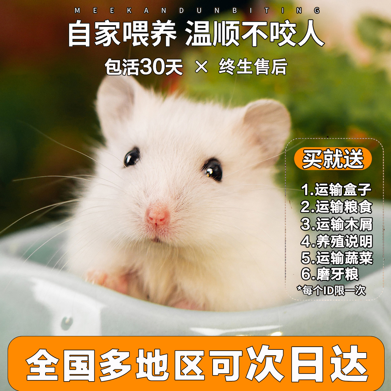 一只笨鼠金丝熊情侣套装：治愈系萌宠，你的生活小确幸！-仓鼠-淘宝好物网