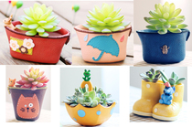 zakka creative Wallet Garden succulent plant flower pot micro landscape ornaments birthday gift home decoration craft